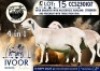 1 X MEATMASTER PREGNANT EWE Collen Boerdery