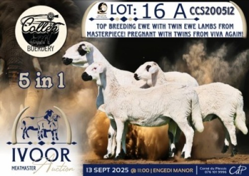 1 X MEATMASTER PREGNANT EWE Collen Boerdery