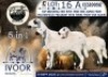 1 X MEATMASTER PREGNANT EWE Collen Boerdery