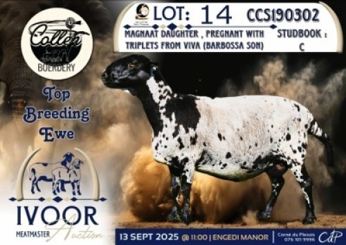 1 X MEATMASTER PREGNANT EWE Collen Boerdery