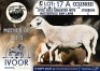 1 X MEATMASTER EWE Collen Boerdery