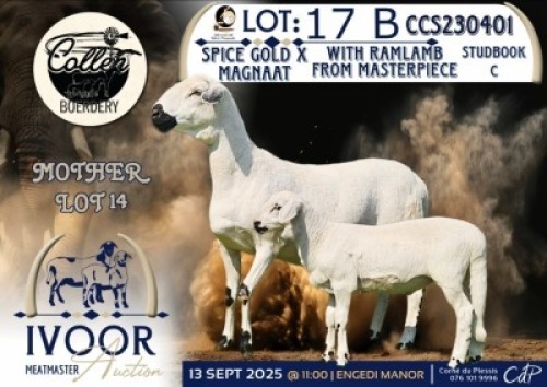1 X MEATMASTER EWE Collen Boerdery