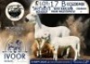 1 X MEATMASTER EWE Collen Boerdery