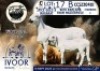 1 X MEATMASTER EWE Collen Boerdery - 2