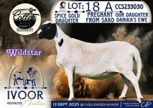 1 X MEATMASTER PREGNANT EWE Collen Boerdery