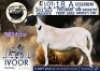 1 X MEATMASTER PREGNANT EWE Collen Boerdery