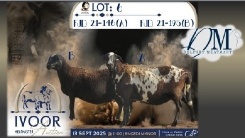 1 X MEATMASTER EWE Delport Meatmasters