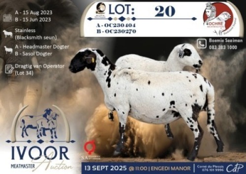 1 X MEATMASTER PREGNANT EWE Ochre Meatmasters