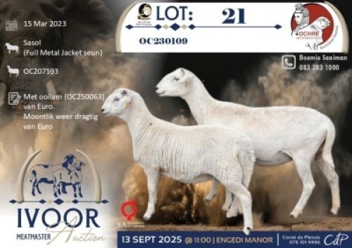 1 X MEATMASTER EWE Ochre Meatmasters