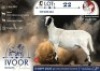 1 X MEATMASTER PREGNANT EWE Ochre Meatmasters