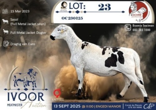 1 X MEATMASTER PREGNANT EWE Ochre Meatmasters