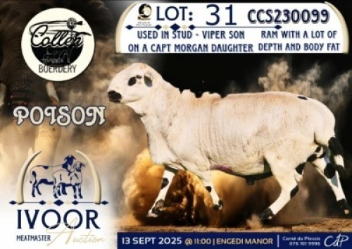 1 X MEATMASTER RAM Collen Boerdery