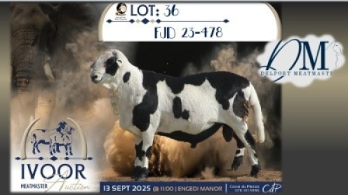 1 X MEATMASTER RAM Delport Meatmasters