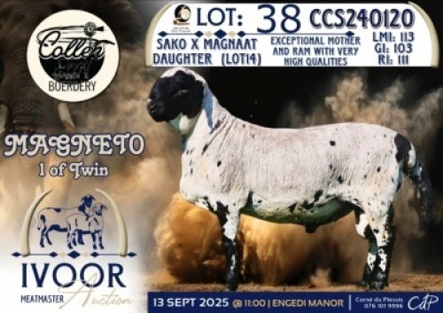 1 X MEATMASTER RAM Collen Boerdery