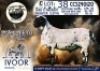 1 X MEATMASTER RAM Collen Boerdery