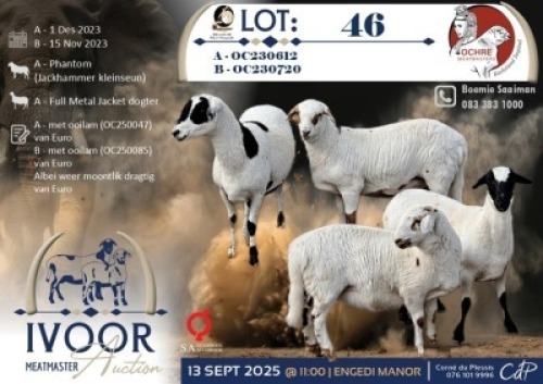 1 X MEATMASTER EWE Ochre Meatmasters