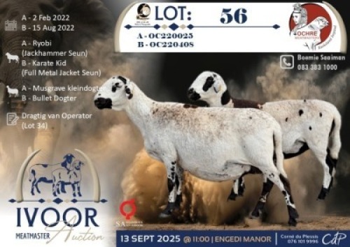 1 X MEATMASTER PREGNANT EWE Ochre Meatmasters