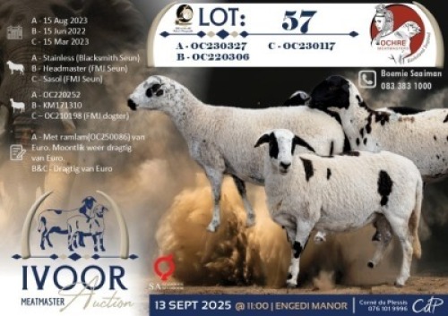 1 X MEATMASTER PREGNANT EWE Ochre Meatmasters