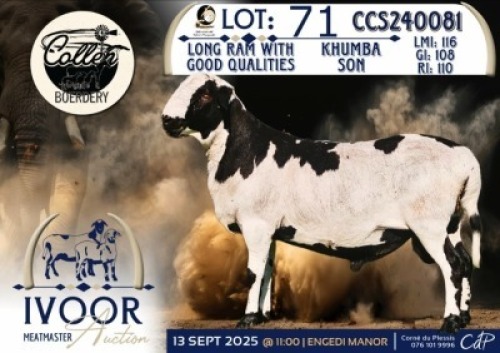 1 X MEATMASTER RAM Collen Boerdery