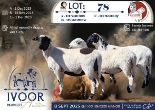 1 X MEATMASTER PREGNANT EWE Ochre Meatmasters