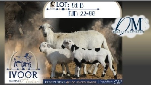 1 X MEATMASTER EWE Delport Meatmasters