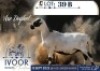 1 X MEATMASTER EWE Xandorr Meatmasters