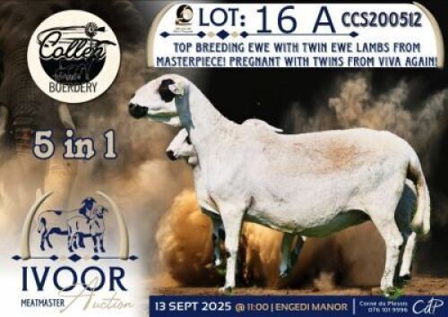1 X MEATMASTER PREGNANT EWE Collen Boerdery