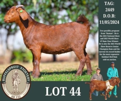 1 X KALAHARI RED FLOCK DOE Buffelspruit Stoetery