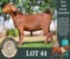 1 X KALAHARI RED FLOCK DOE Buffelspruit Stoetery