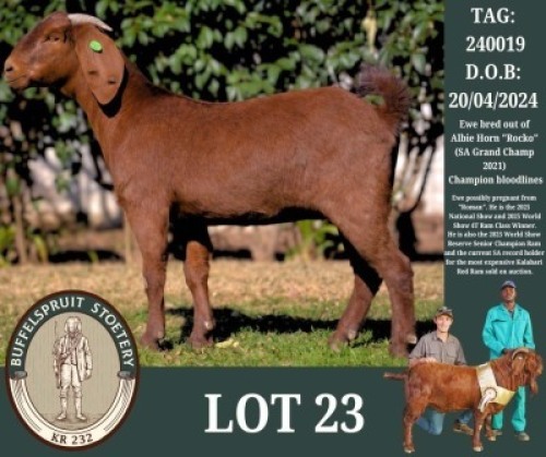 1 X KALAHARI RED FLOCK DOE Buffelspruit Stoetery