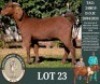 1 X KALAHARI RED FLOCK DOE Buffelspruit Stoetery