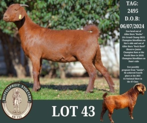 WITHDRAWN - 1 X KALAHARI RED DOE Buffelspruit Stoetery
