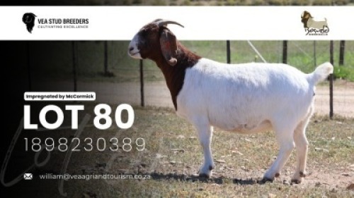 1 X BOER GOAT FLOCK PREGNANT DOE VEA Stud Breeders