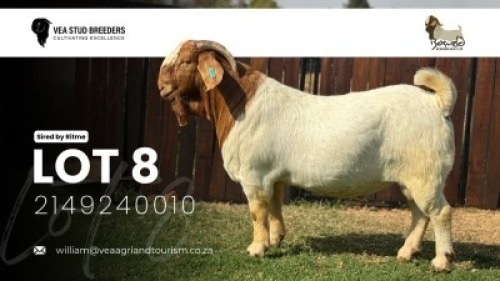 1 X BOER GOAT FLOCK BUCK VEA Stud Breeders