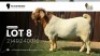 1 X BOER GOAT FLOCK BUCK VEA Stud Breeders