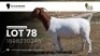 1 X BOER GOAT FLOCK PREGNANT DOE VEA Stud Breeders