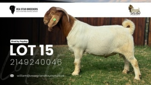 1 X BOER GOAT FLOCK BUCK VEA Stud Breeders