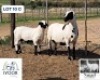 1 X MEATMASTER EWE Nagel Meatmasters