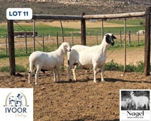 1 X MEATMASTER EWE Nagel Meatmasters