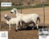 1 X MEATMASTER EWE Nagel Meatmasters