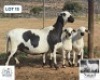 1 X MEATMASTER EWE Nagel Meatmasters