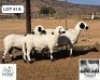 1 X MEATMASTER EWE Nagel Meatmasters