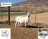 1 X MEATMASTER EWE Nagel Meatmasters