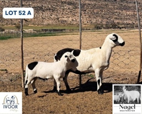 1 X MEATMASTER EWE Nagel Meatmasters