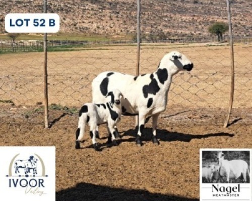 1 X MEATMASTER EWE Nagel Meatmasters