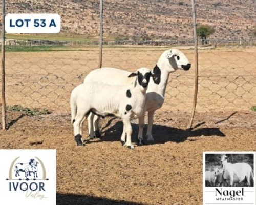 1 X MEATMASTER EWE Nagel Meatmasters