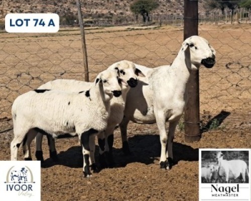 1 X MEATMASTER EWE Nagel Meatmasters