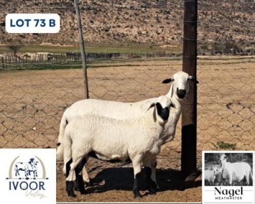1 X MEATMASTER EWE Nagel Meatmasters