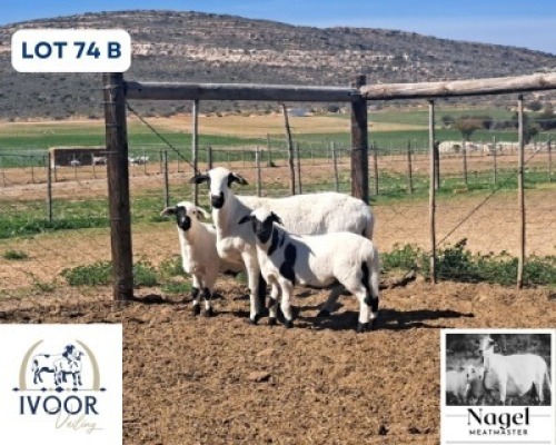 1 X MEATMASTER EWE Nagel Meatmasters