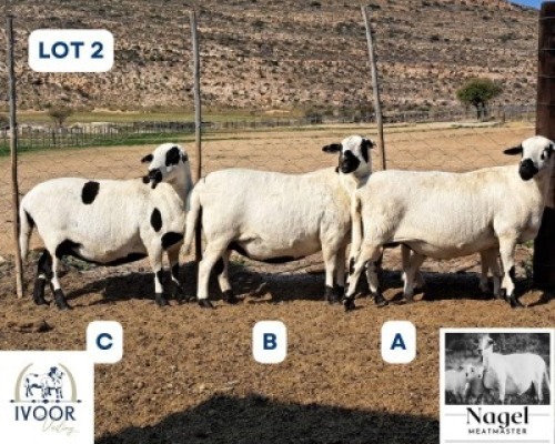 1 X MEATMASTER EWE Nagel Meatmasters